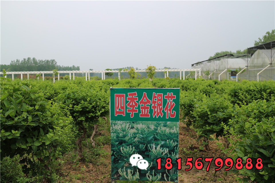高产量金银花种苗 金银花小苗价格 金银花苗基地 河北 绿尚种植-食品