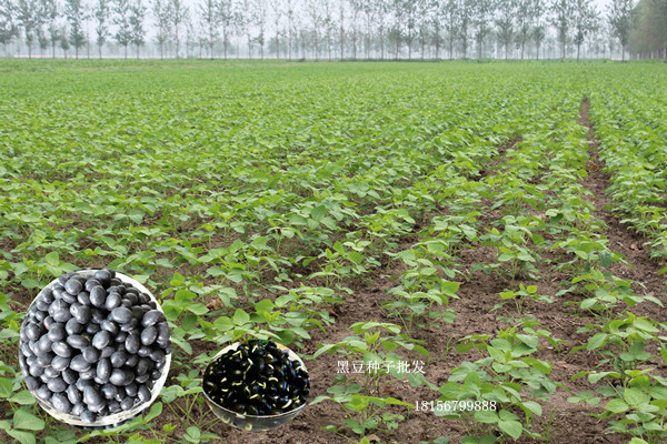 黑豆食用价值,江苏大黑豆种子基地