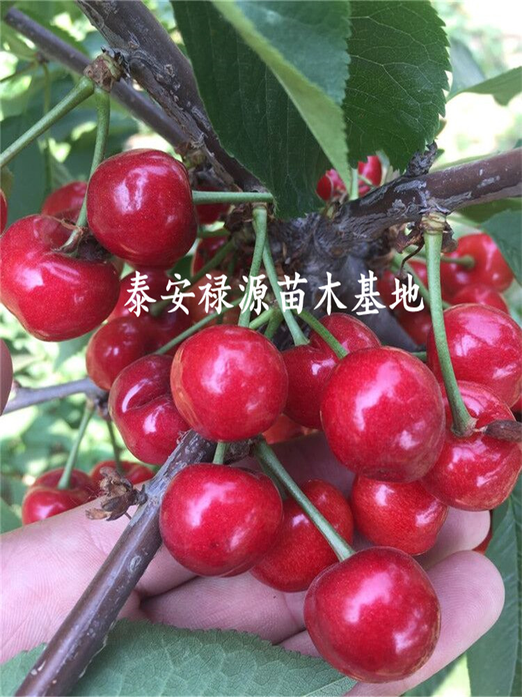 鲁樱3号樱桃苗价格 矮化樱桃苗 鲁樱三号大樱桃苗新品种