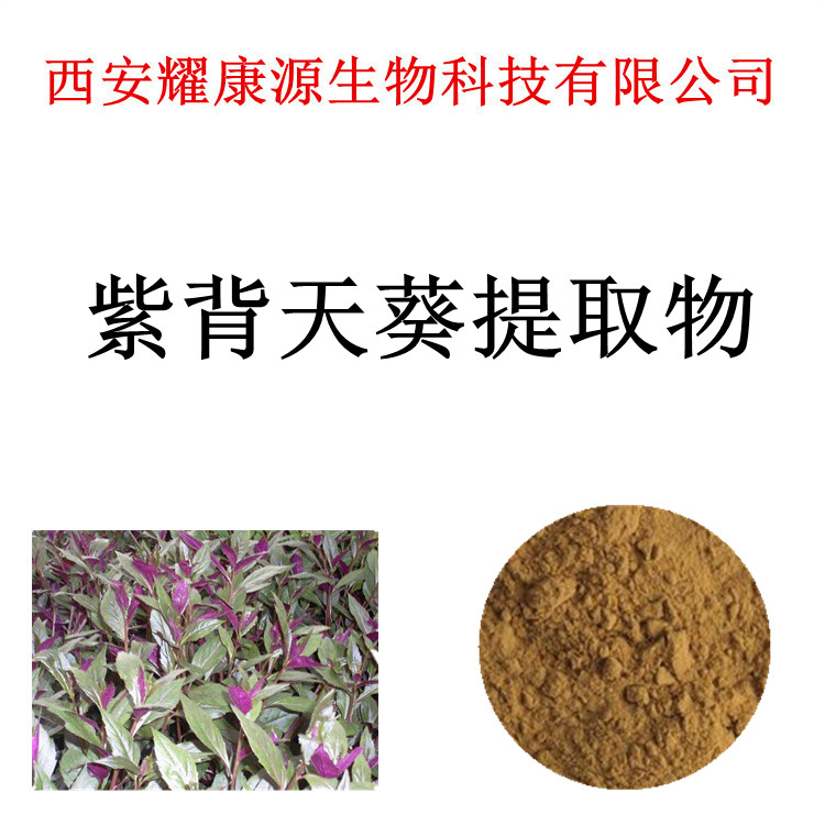 紫背天葵提取物10:1 紫背天葵浓缩粉 包邮