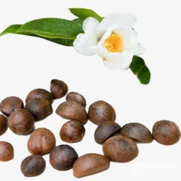 山茶花籽提取物