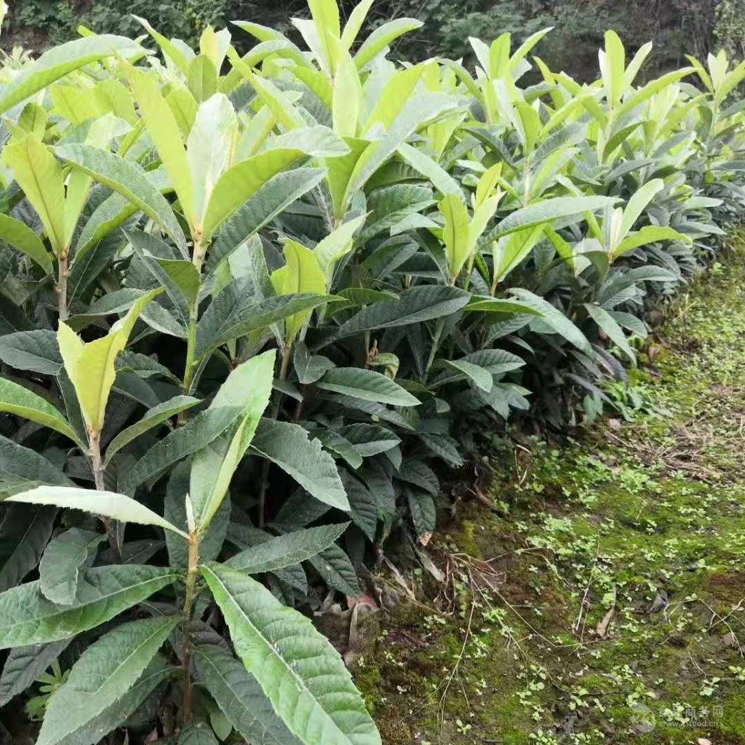 枇杷苗 优质嫁接苗 枇杷苗批发