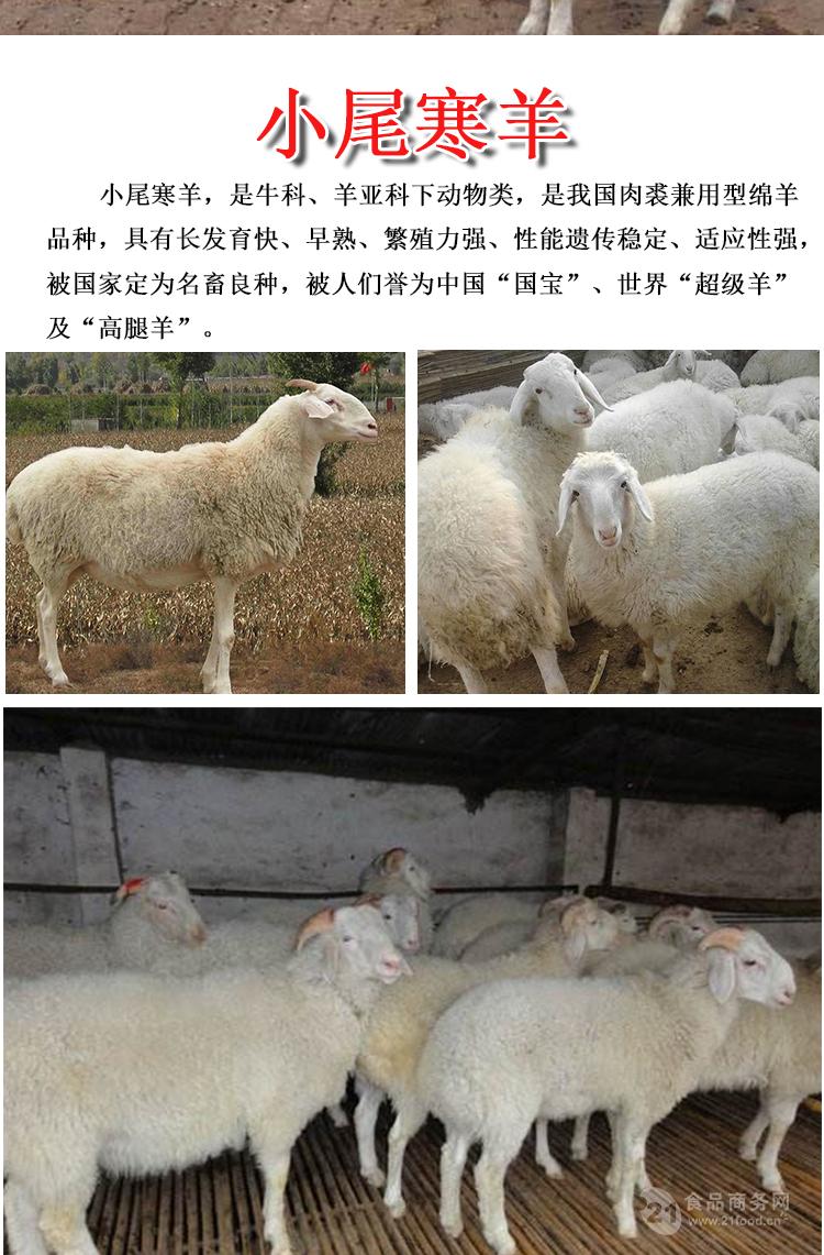 杜泊的羊种羊