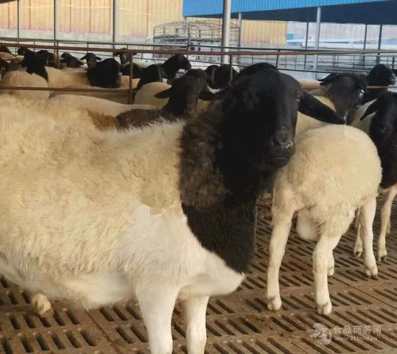 锡林郭勒盟杜泊绵羊养殖场出售种羊