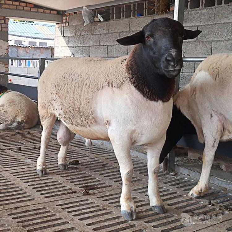 漯河杜泊绵羊养殖场出售种羊