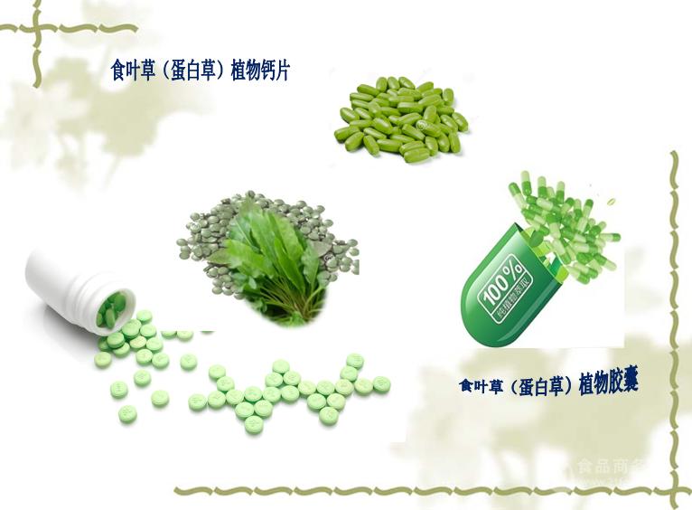 食叶草黄酮食叶草汁粉蛋白草根速溶粉