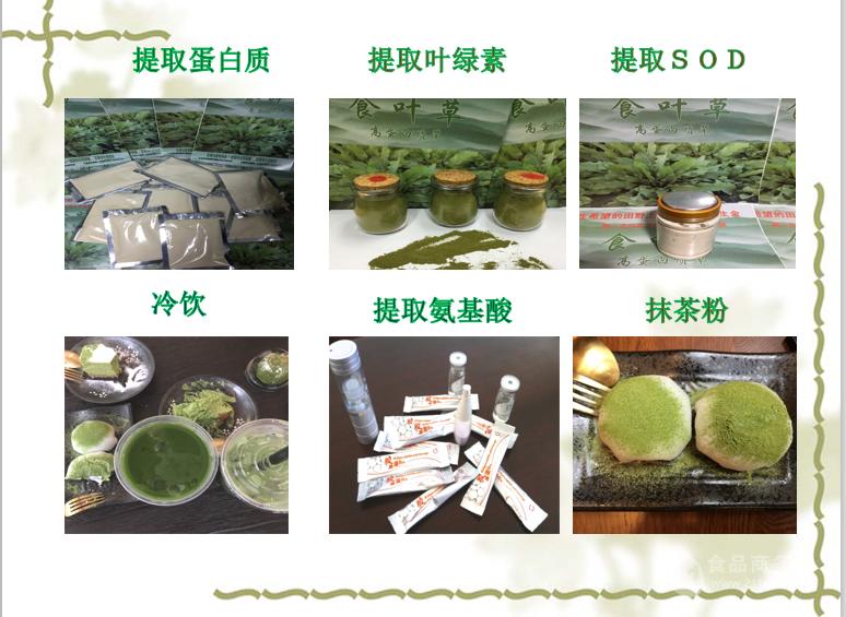 食叶草粉叶绿素蛋白草粉氨基酸草提取物食叶草黄酮sod