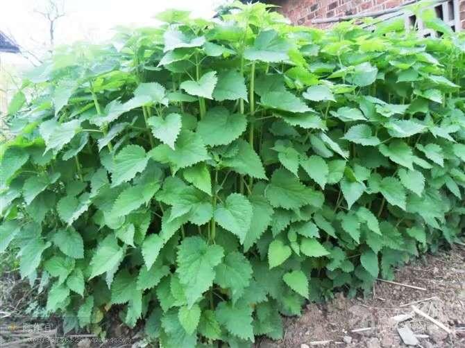 湖南藿香苗种植基地