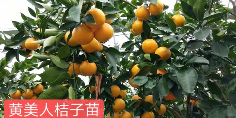 美人高度粗度$10/株正宗柑橘品种象山甘平橘苗$10/根立即询价28号红