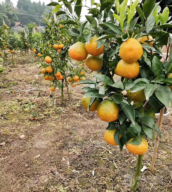 遂宁大果耙耙柑苗大果耙耙柑苗新品种遂宁大果耙耙柑苗价格价格