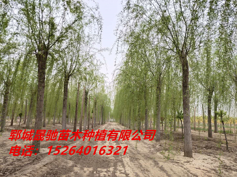 安阳12公分柳树价格15公分垂柳一级树价格