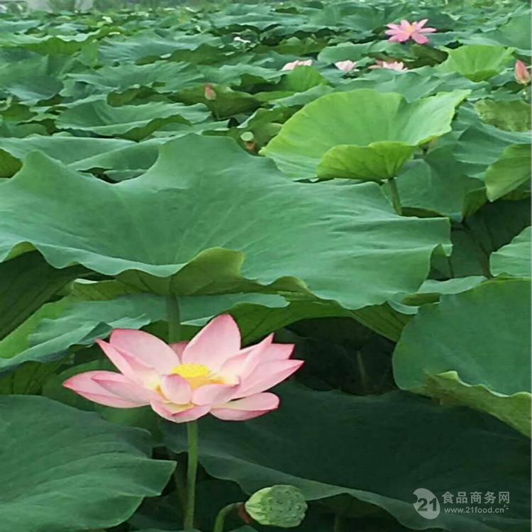 河北荷花苗荷花苗批发价格大量出售种类齐全