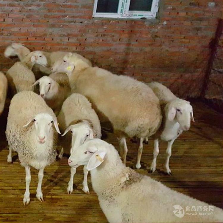 天津出售种羊的养殖场