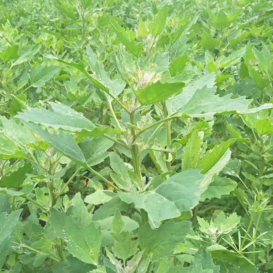 宁夏六盘山黄藜麦,红藜麦,黑藜麦,白藜麦种子价格