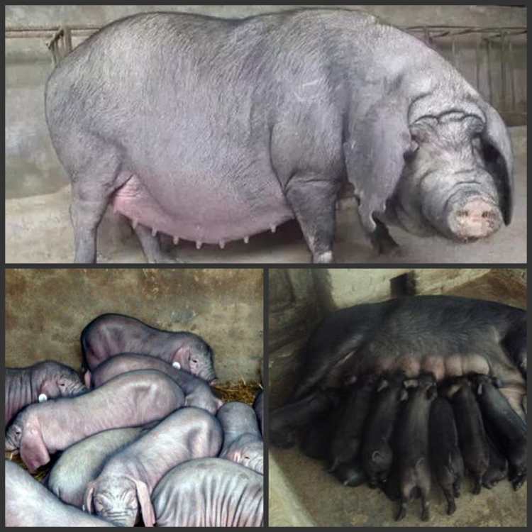 黑河长白猪的体型外貌特征二元猪母猪繁育基地
