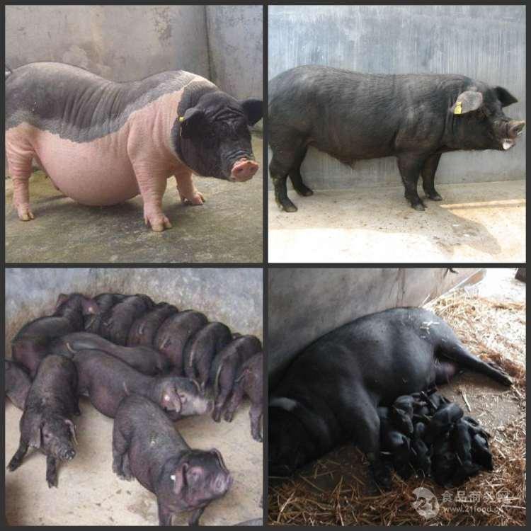 嘉兴新太湖猪一个价格
