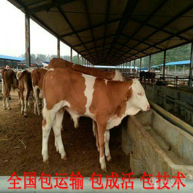 山西汾河肉牛养殖场