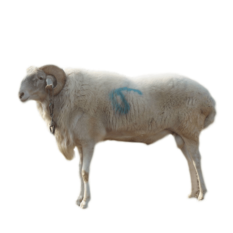 小尾寒羊今日价格-小尾寒羊头胎怀孕母羊小羊羔种公羊价格