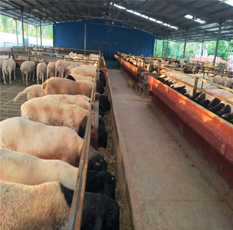 杜泊羊养殖场杜泊绵羊价格农民致富的好品种隆发牧业