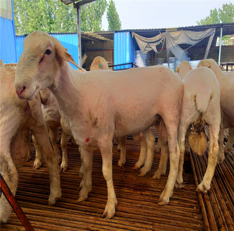 澳洲白绵羊今日价格-澳洲白绵羊小羊羔种公羊价格-量大从优