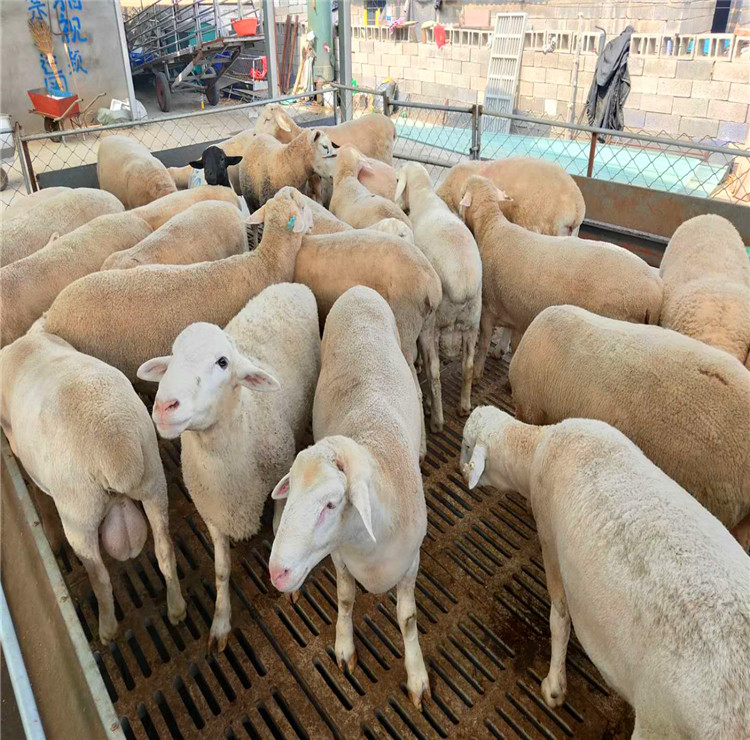 澳洲白绵羊养殖场澳洲白绵羊价格农民致富的好品种