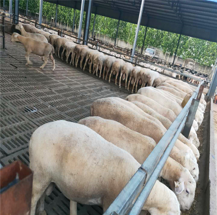 澳洲白绵羊现货出售--肉羊养殖场羊苗价格