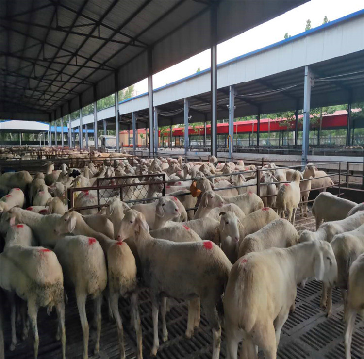 河北小尾寒绵羊现货出售 -小尾寒羊养殖场羊苗价格--质优价廉