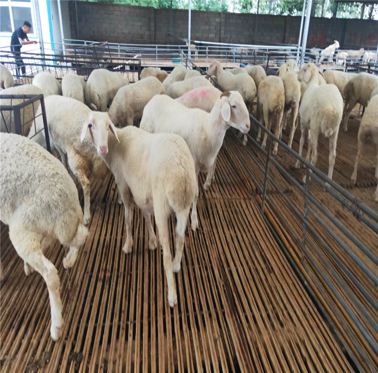 内蒙古 湖羊羊苗怀孕母羊价格 湖羊养殖基地 隆发牧业