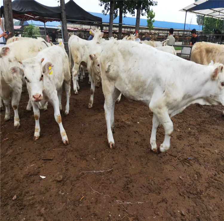 贵州夏洛莱牛牛犊价格夏洛莱牛大型养殖场隆发牧业