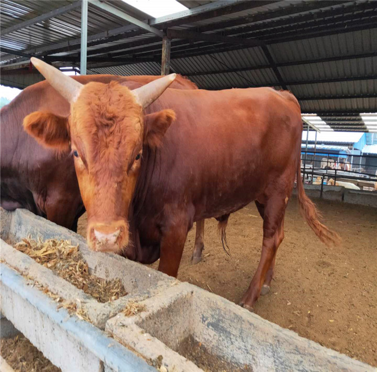 利木赞牛价格-西门塔尔牛苗 肉牛养殖基地-量大从优免费运输
