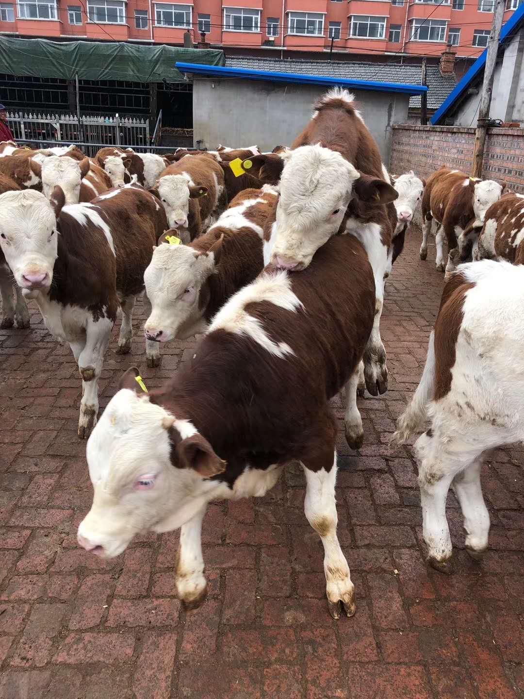 提供贵州西门塔尔牛 黄牛 肉牛 小公牛 怀孕牛