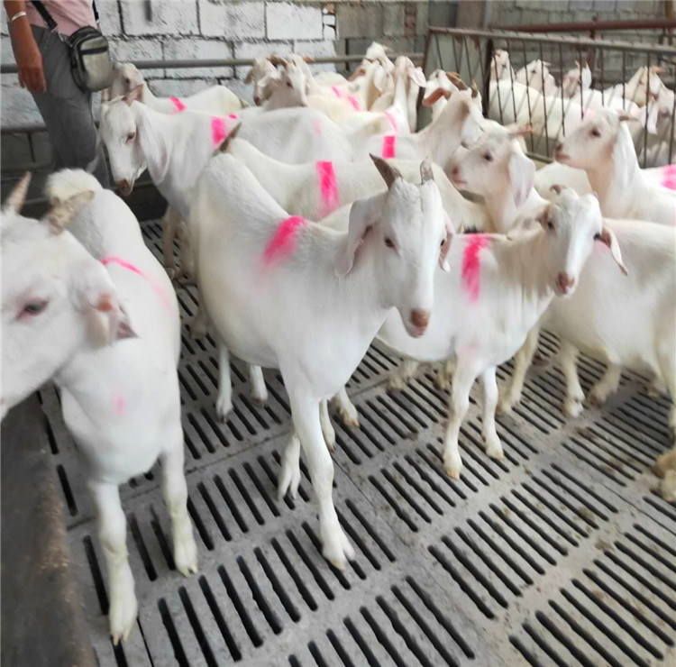 河北美国白山羊养殖场白山羊羊苗头胎怀孕母羊出售