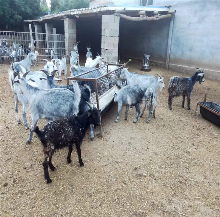 安徽青山羊价格青山羊养殖场羊苗出售质优价廉