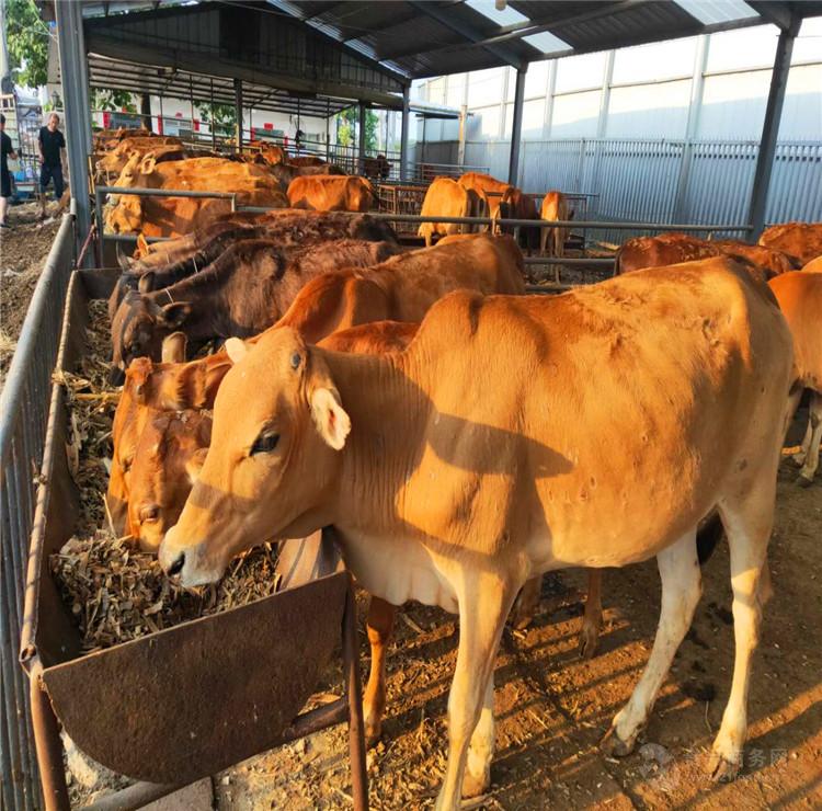 鲁西黄牛品种优良 正规肉牛养殖基地 养殖场直销