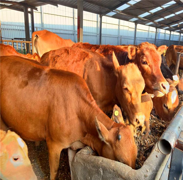 鲁西黄牛品种优良 正规肉牛养殖基地 养殖场直销