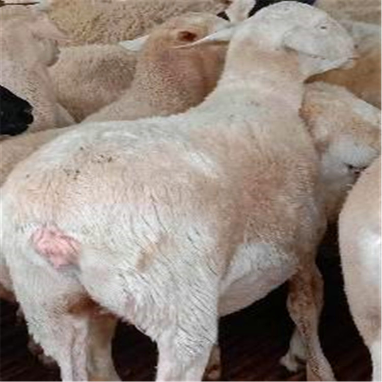 澳洲白绵羊母羊的饲养管理方法
