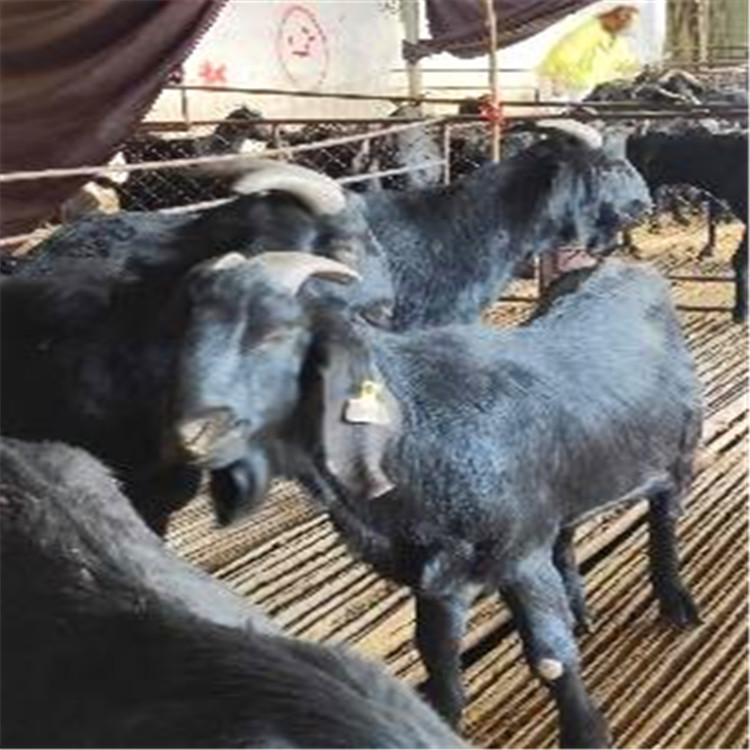 努比亚黑山羊头胎怀孕母羊价格