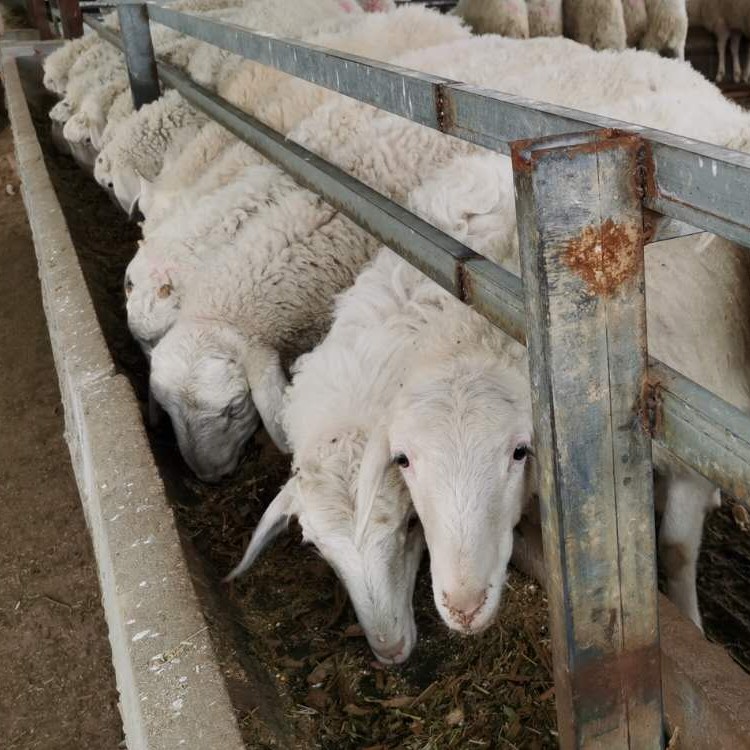 小尾寒羊母羊价格小尾寒羊繁殖养殖户小尾寒羊种公羊价格