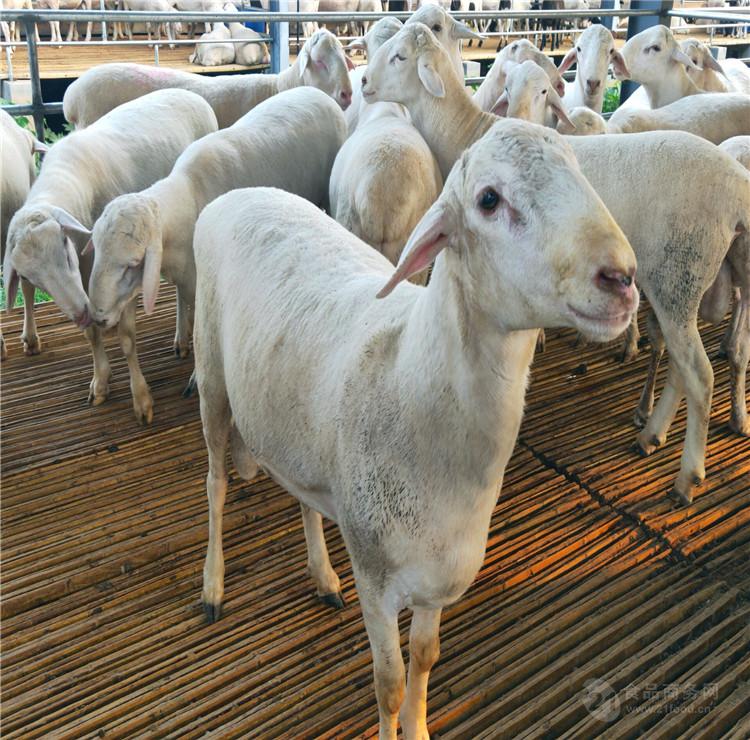 纯种澳洲白绵羊羊苗价格--澳洲白绵羊养殖基地羊苗出售