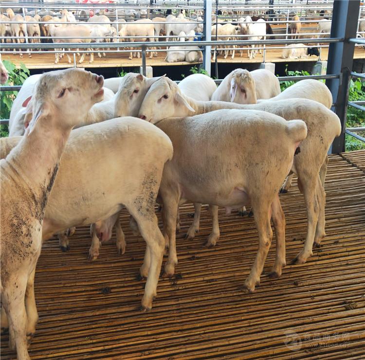 纯种澳洲白绵羊价格 澳洲白绵羊怀孕母羊种公羊出售 质优价廉