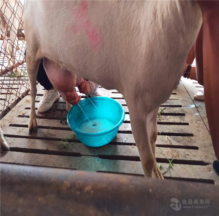 江西萨能奶羊现货出售奶山羊养殖场羊苗价格质优价廉