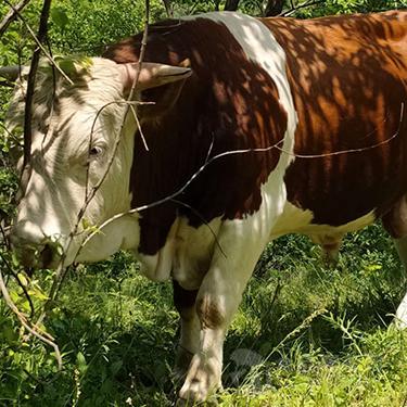 纯种西门塔尔牛 小公牛 肉牛 怀孕牛 育肥牛批发价格 吉林四平 牛-食