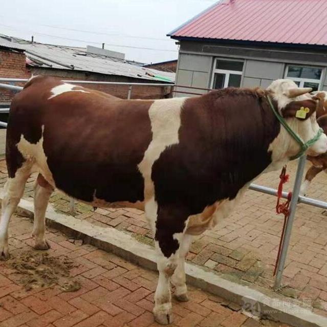 西门塔尔牛公牛价格 育肥牛 东北黄牛 肉牛 怀孕牛 小