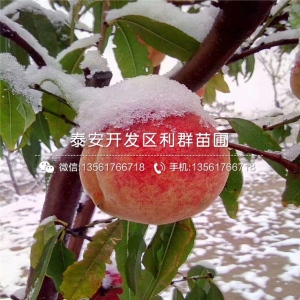 泰安产品区域大家还在看泰安开发区利群苗圃企业认证:主营产品:桃树苗