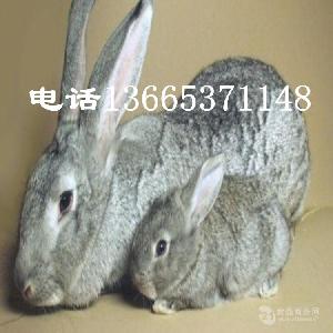 巨型青紫蓝兔价格 巨型青紫蓝兔