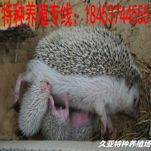 刺猬养殖场刺猬价格刺猬养殖技术