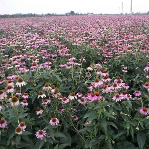 紫锥菊提取物原料 紫雏菊10:1