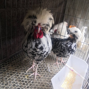 观赏元宝鸡 白桂鸡 婆罗门 波澜鸡 鸡苗价格