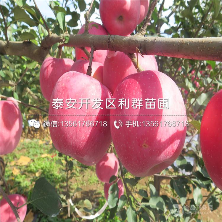 水蜜桃蘋果苗、水蜜桃蘋果苗價格