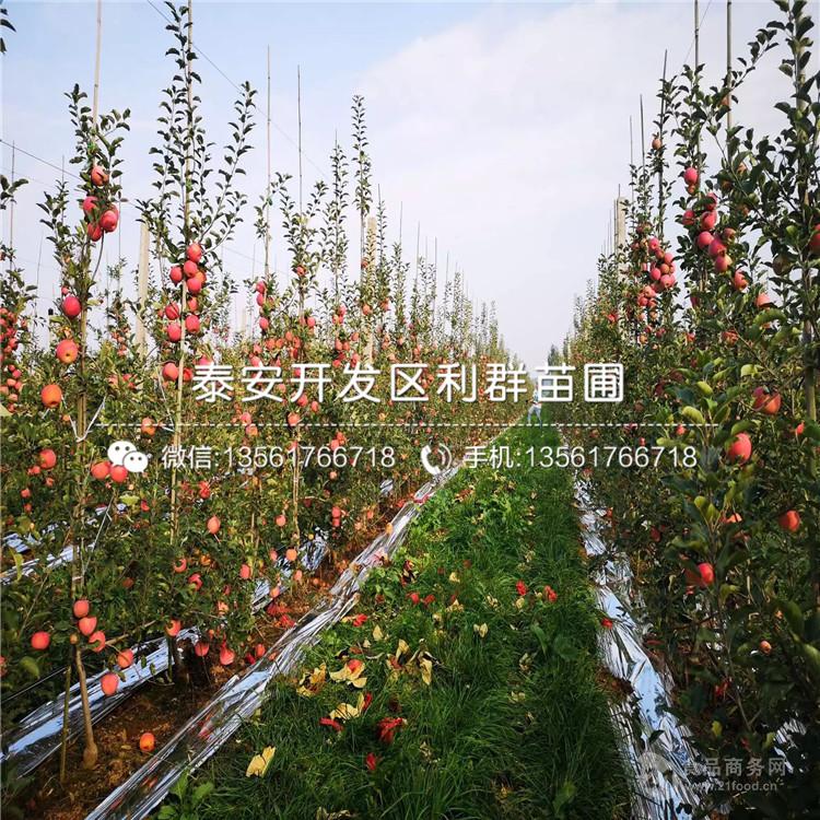 水蜜桃蘋果苗、水蜜桃蘋果苗價格